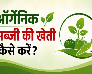 Organic Sabzi Ki Kheti Kaise Kare?