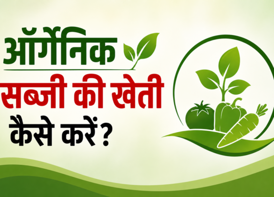 Organic Sabzi Ki Kheti Kaise Kare?