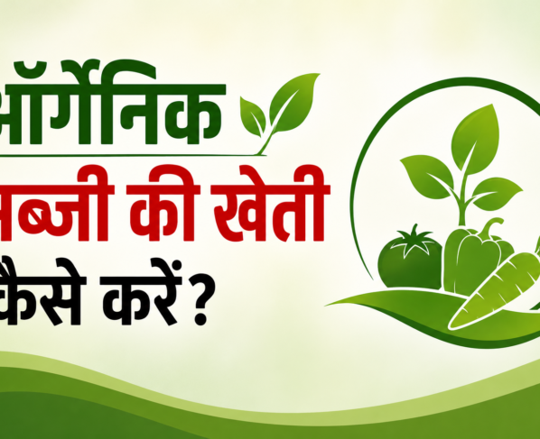Organic Sabzi Ki Kheti Kaise Kare?