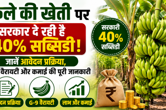 Banana Farming Subsidy Scheme