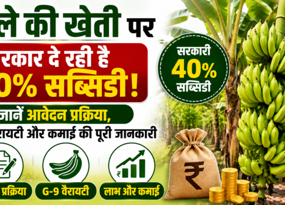 Banana Farming Subsidy Scheme