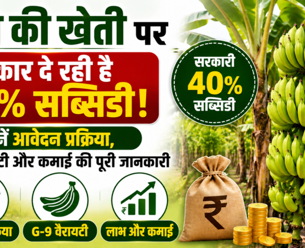 Banana Farming Subsidy Scheme