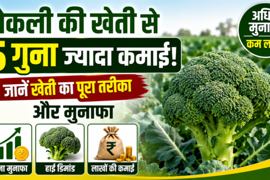 Broccoli Ki Kheti Kaise Kare