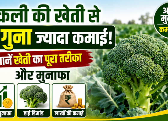Broccoli Ki Kheti Kaise Kare