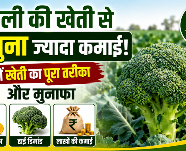 Broccoli Ki Kheti Kaise Kare