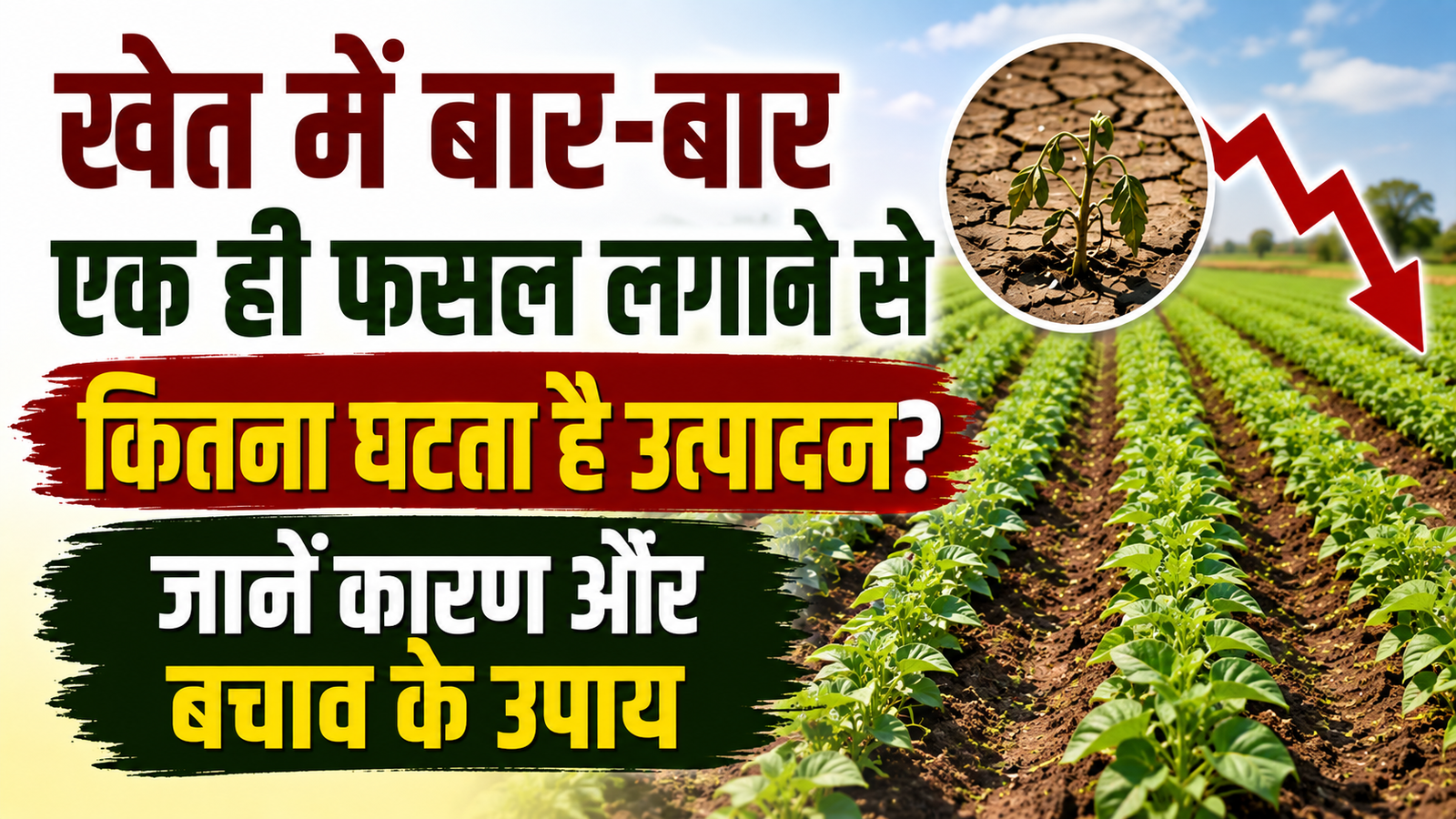 Crop Rotation Benefits: खेत में बार-बार एक ही फसल लगाने से कितना घटता है उत्पादन? जानें कारण और बचाव के उपाय