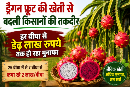 Dragon Fruit Farming Success Story of Gujarat