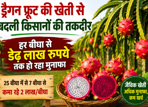 Dragon Fruit Farming Success Story of Gujarat