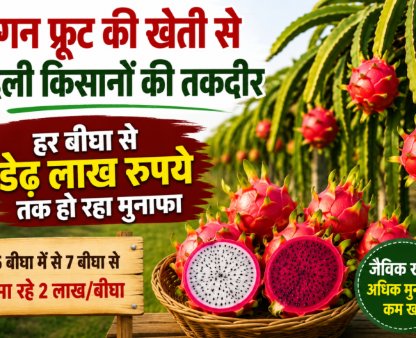 Dragon Fruit Farming Success Story of Gujarat