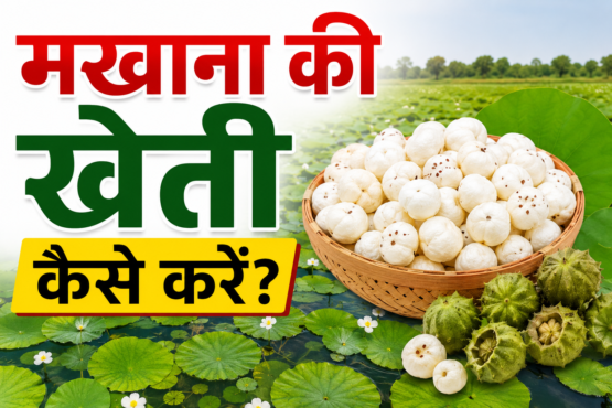 Makhana Ki Kheti Kaise Kare