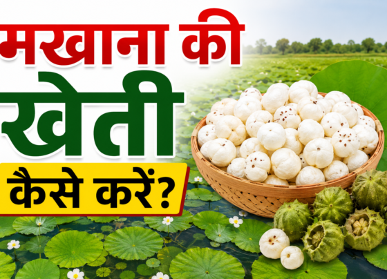 Makhana Ki Kheti Kaise Kare