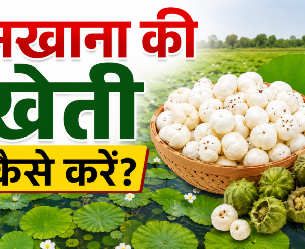 Makhana Ki Kheti Kaise Kare