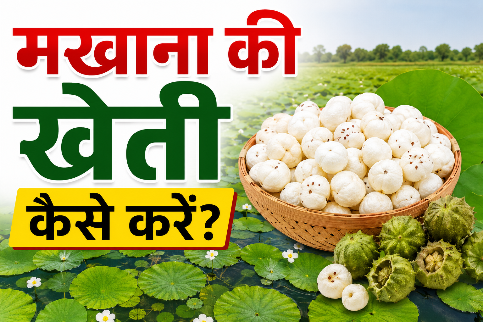 मखाना की खेती कैसे करें? जानिए सही तरीका, समय, पानी, बीज, लागत और उत्पादन Makhana Ki Kheti Kaise Kare
