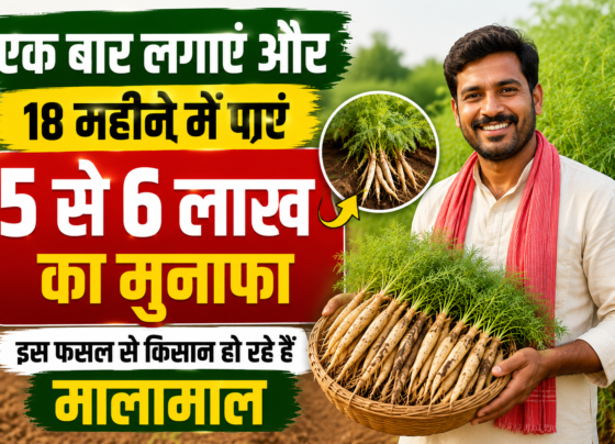 Shatavari Ki Kheti Kaise Kare