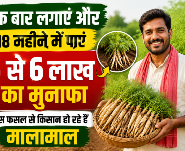Shatavari Ki Kheti Kaise Kare