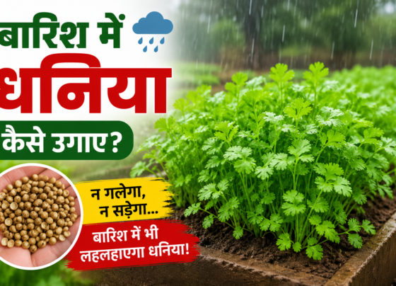 Barish Mein Dhaniya Kaise Ugaye