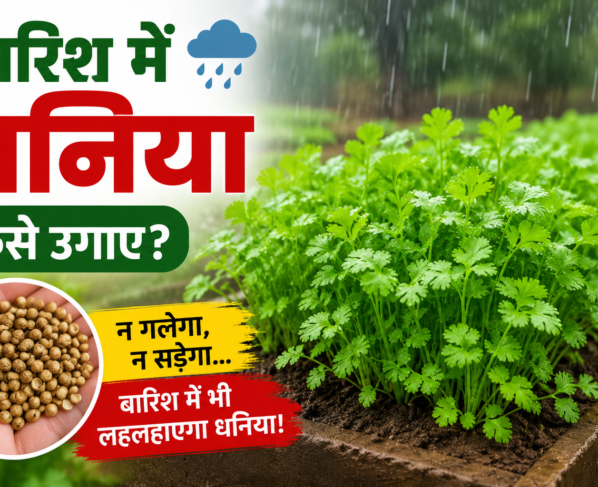 Barish Mein Dhaniya Kaise Ugaye