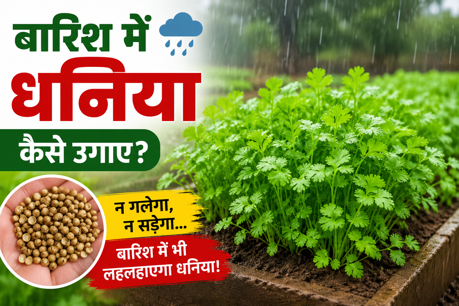 बारिश में धनिया नहीं गलेगा, किसान ने बताया आसान तरीका Barish Mein Dhaniya Kaise Ugaye