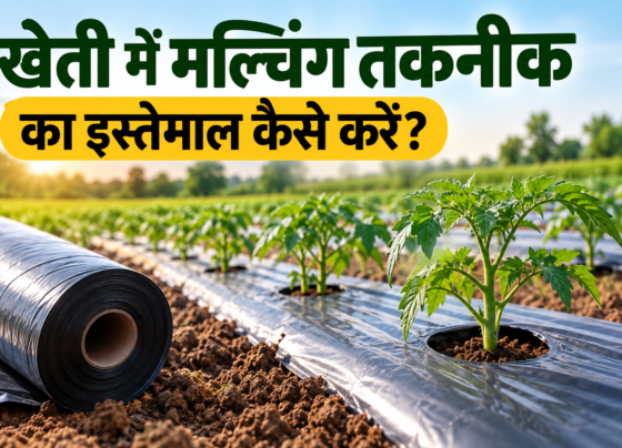 Kheti Mein Mulching Takneek Ka Istemal Kaise Karein