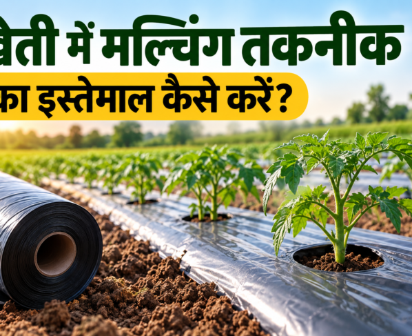Kheti Mein Mulching Takneek Ka Istemal Kaise Karein