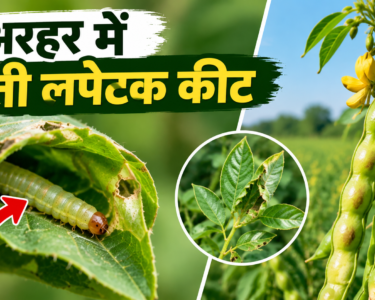 Arhar Mein Patti Lapetk Keet Se Bachav