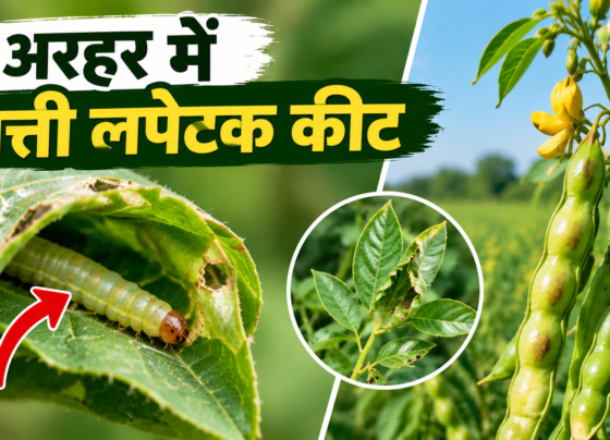 Arhar Mein Patti Lapetk Keet Se Bachav