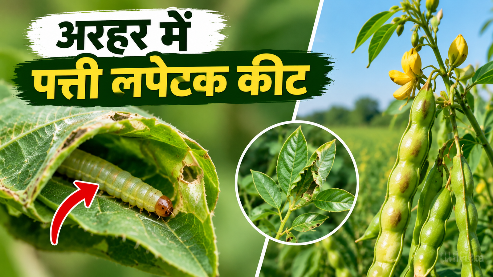 अरहर में पत्ती लपेटक कीट का बढ़ा खतरा, पत्तियां मुड़ते ही हो जाएं सावधान  Arhar Mein Patti Lapetk Keet Se Bachav