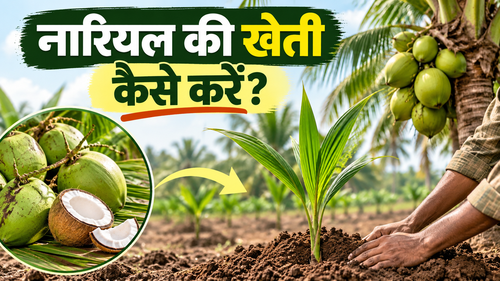 नारियल की खेती का बदल गया नियम! सितंबर-अक्टूबर में रोपाई से किसान कमा सकते हैं लाखों  Nariyal Ki Kheti Kaise Karein?
