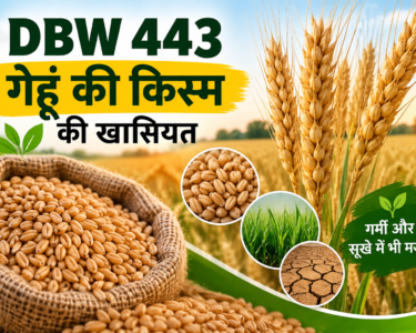 DBW 443 Gehu Ki Kism Ki Khasiyat
