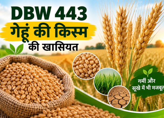 DBW 443 Gehu Ki Kism Ki Khasiyat