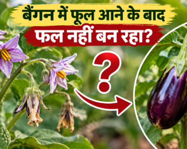 Baingan Mein Phool Aane Ke Baad Phal Nahi Ban Raha Kya Karein