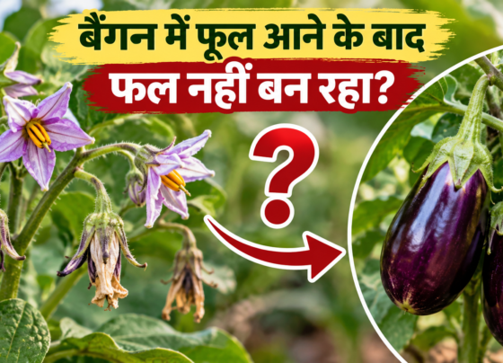 Baingan Mein Phool Aane Ke Baad Phal Nahi Ban Raha Kya Karein