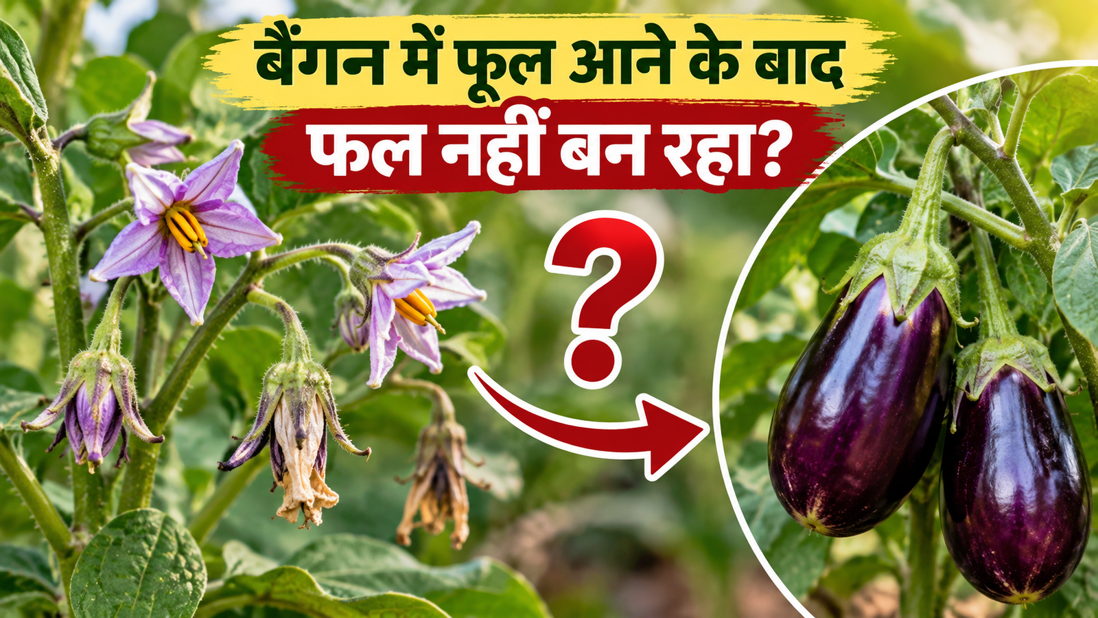 बैंगन में फूल आ रहे हैं लेकिन फल नहीं? जानें असली कारण और समाधान  Baingan Mein Phool Aane Ke Baad Phal Nahi Ban Raha Kya Karein
