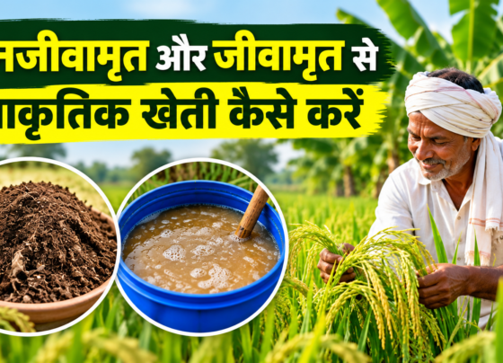 Ghanjeevamrit Aur Jeevamrit Se Prakritik Kheti Kaise Kare