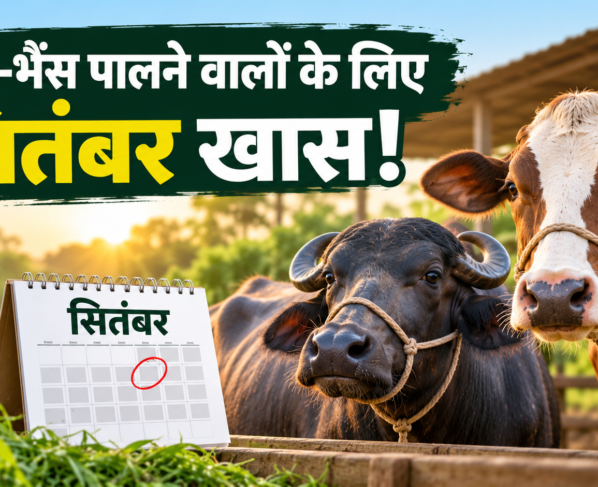 Gai Bhains Ka Garbhadhan Kab Kare