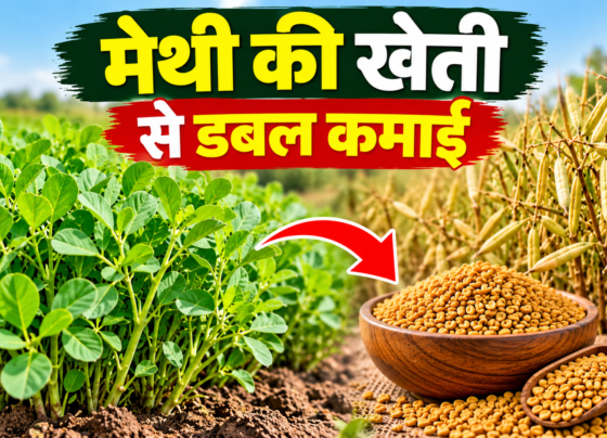 Methi Ki Kheti