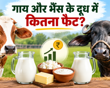 Gai Aur Bhains Ke Doodh Mein Kitna Fat Hota Hai
