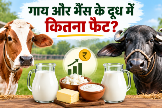 Gai Aur Bhains Ke Doodh Mein Kitna Fat Hota Hai