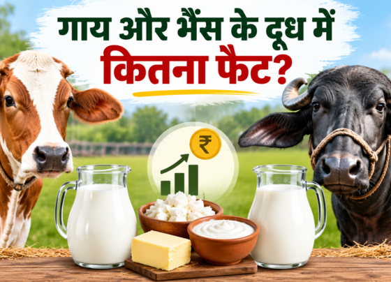 Gai Aur Bhains Ke Doodh Mein Kitna Fat Hota Hai