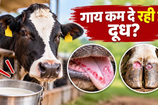 Khurpaka Muhpaka Rog Ke Lakshan