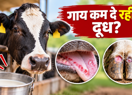 Khurpaka Muhpaka Rog Ke Lakshan
