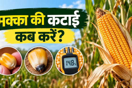 Makka Ki Katai Kab Kare