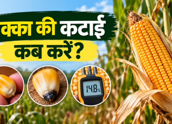 Makka Ki Katai Kab Kare