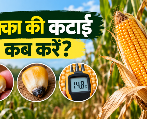 Makka Ki Katai Kab Kare