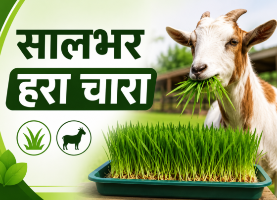 Bakriyon Ke Liye Saalbhar Hara Chara Kaise Taiyar Kare