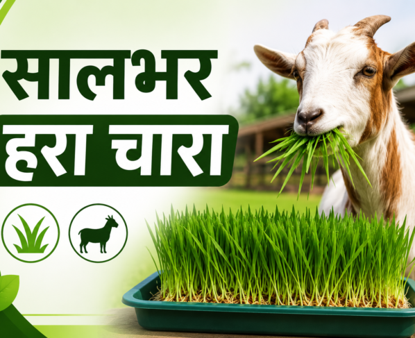 Bakriyon Ke Liye Saalbhar Hara Chara Kaise Taiyar Kare