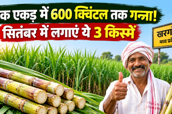 September Me Ganna Ki Kheti Kaise Kare