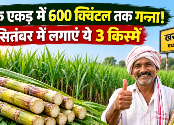 September Me Ganna Ki Kheti Kaise Kare
