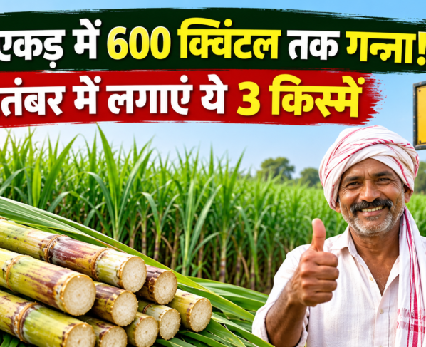 September Me Ganna Ki Kheti Kaise Kare