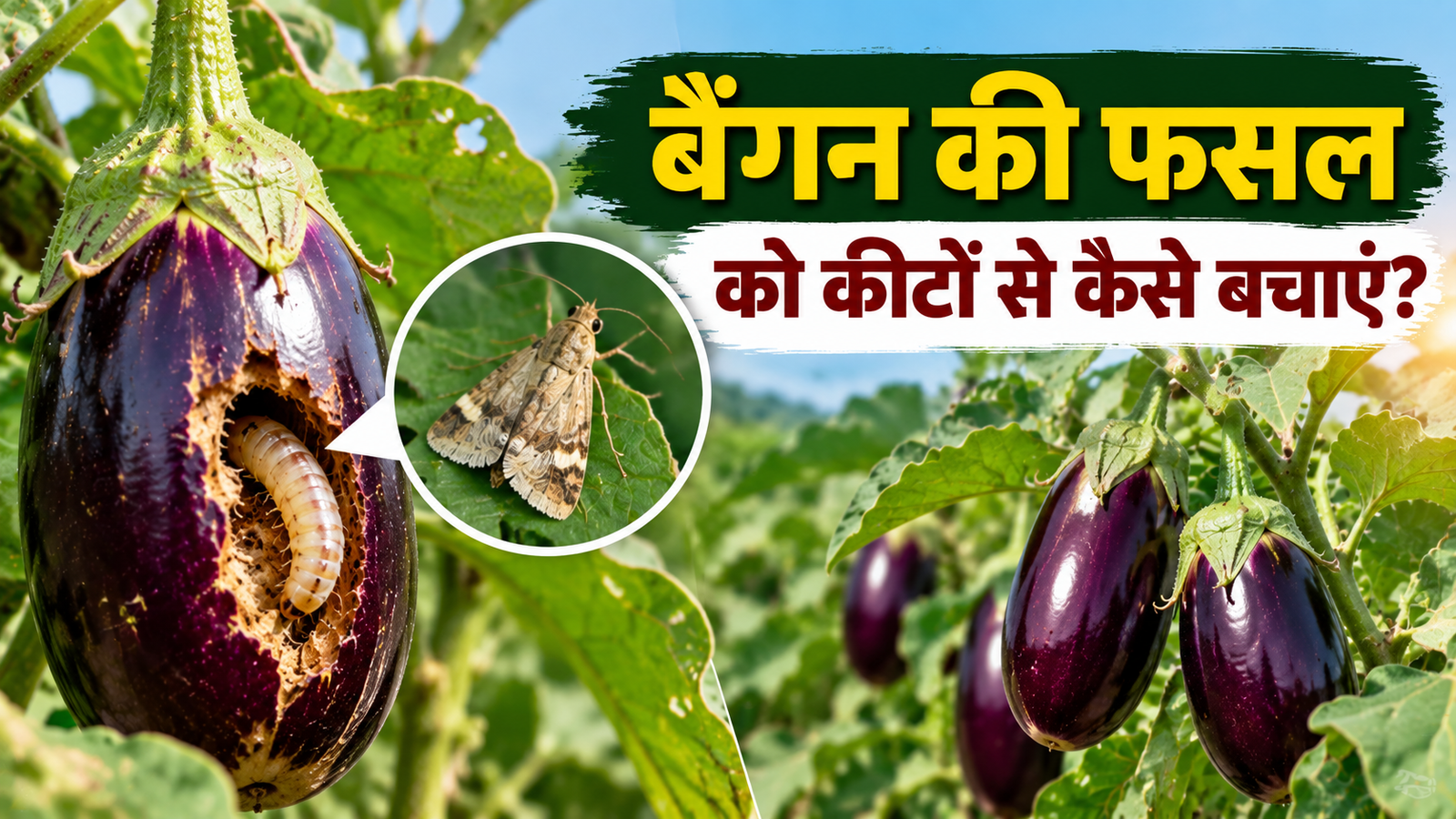बैंगन की फसल पर आने वाली है आफत, किसान तुरंत करें यह उपाय, वरना पूरी मेहनत हो जाएगी बर्बाद Baingan Ki Fasal Ko Keeton Se Kaise Bachaye